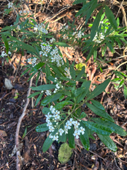 Zieria arborescens, photograph (c) Alex Day, some rights reserved (CC BY)