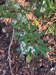 Zieria arborescens, photograph (c) Alex Day, some rights reserved (CC BY)