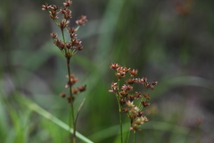 Juncus wallichianus