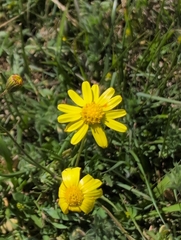 author not stated, no rights reserved Senecio madagascariensis, photograph author not stated, no rights reserved