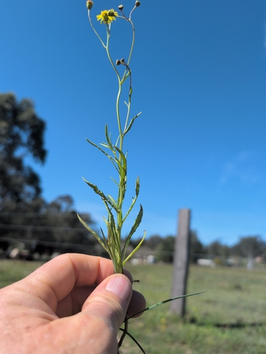 Senecio madagascariensis, photograph 5