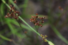 Juncus wallichianus