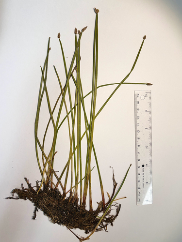 Eleocharis mamillata, photograph 2