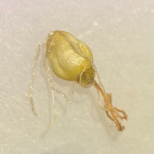 Eleocharis mamillata, photograph 4