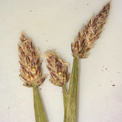 Eleocharis mamillata