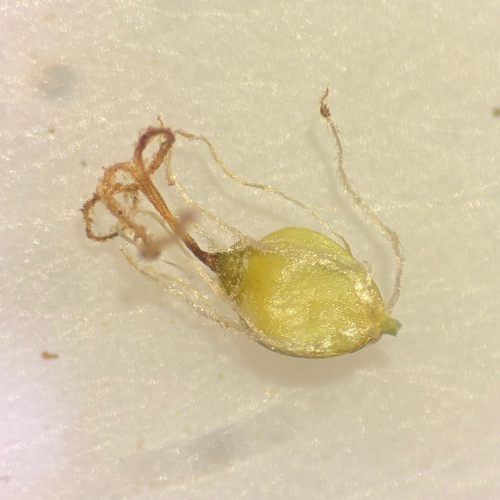 Eleocharis mamillata, photograph 1