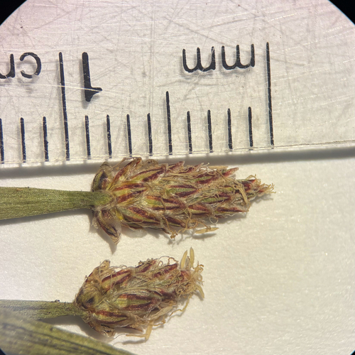 Eleocharis mamillata, photograph 3