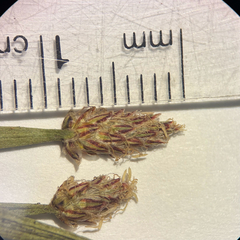 Eleocharis mamillata, photograph (c) Dustin Snider, some rights reserved (CC BY)