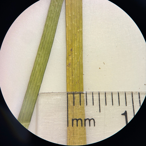 Eleocharis mamillata, photograph 5