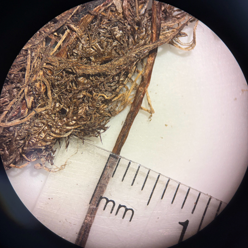 Eleocharis mamillata, photograph 6