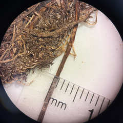Eleocharis mamillata, photograph (c) Dustin Snider, some rights reserved (CC BY)