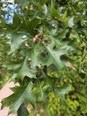 Quercus palustris, photograph author not stated, no rights reserved