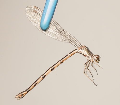 Spotted Spreadwing
