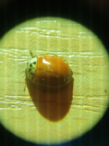Asian Lady Beetle