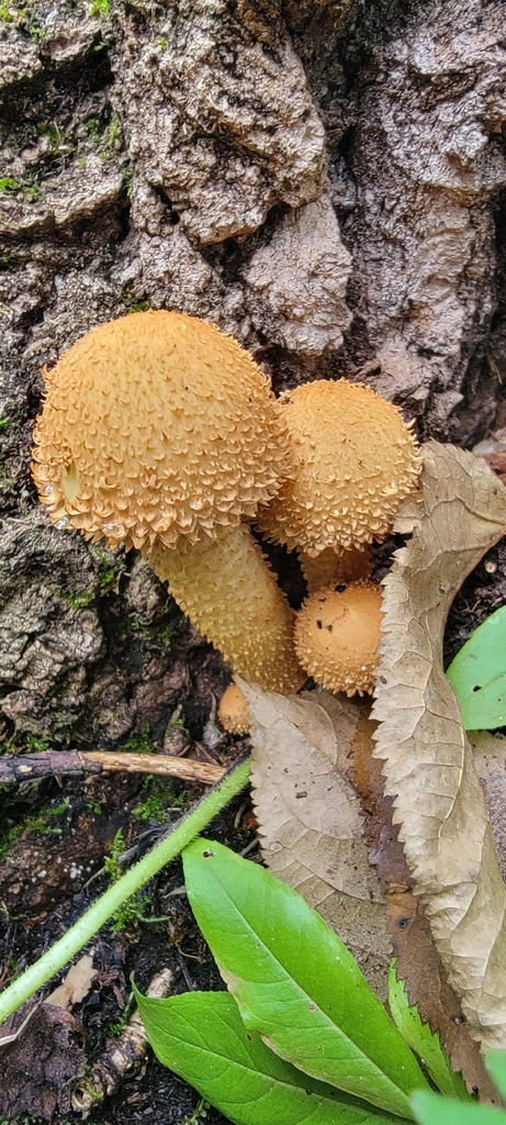 shaggy scalycap · September 2026 · photo: Photo: (c) Lauren Markewicz, some rights reserved (CC BY) · iNaturalist