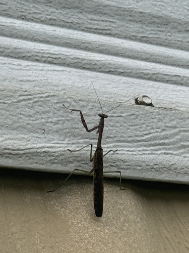 Carolina Mantis