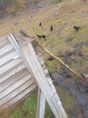 Corvus palmarum