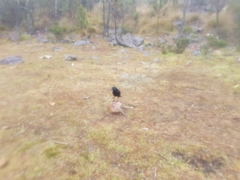 Corvus palmarum