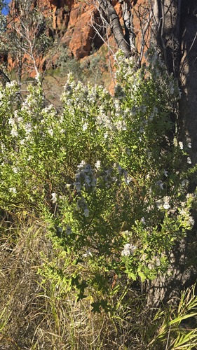Prostanthera striatiflora, photograph 6