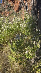 Prostanthera striatiflora, photograph (c) Petra Holland, some rights reserved (CC BY)