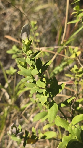 Prostanthera striatiflora, photograph 4