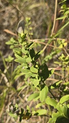 Prostanthera striatiflora, photograph (c) Petra Holland, some rights reserved (CC BY)