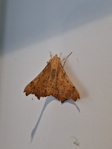 Maple Spanworm Moth