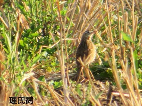 Richard's Pipit