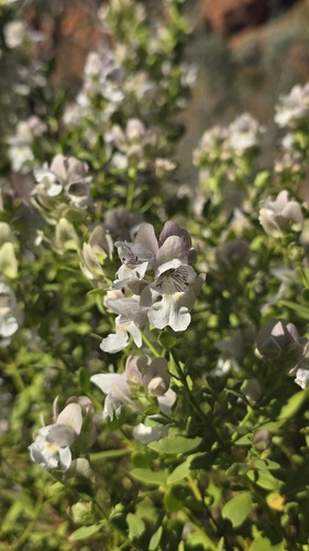 Prostanthera striatiflora, photograph 5