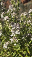 Prostanthera striatiflora, photograph (c) Petra Holland, some rights reserved (CC BY)