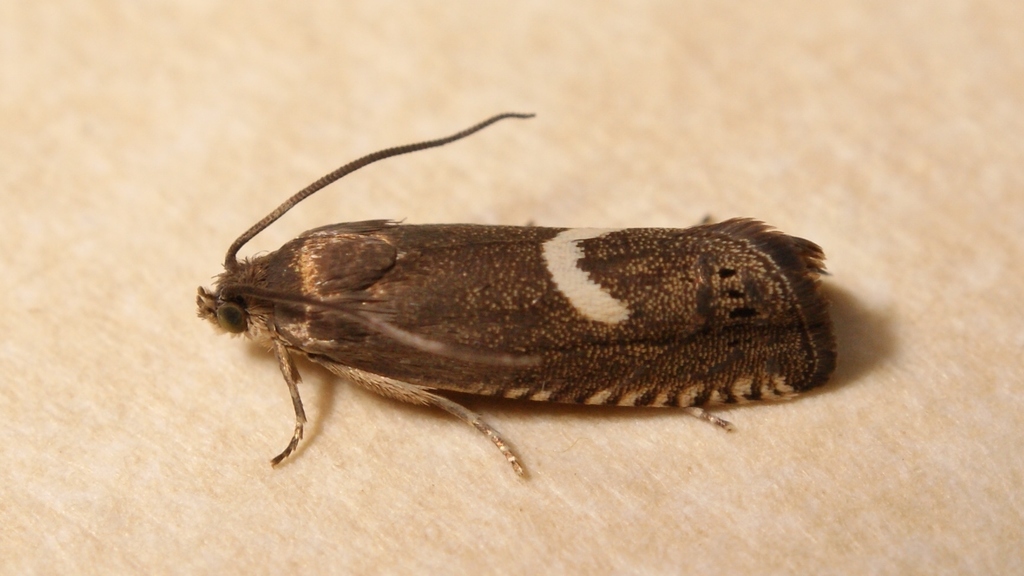 Northern Crescent Piercer