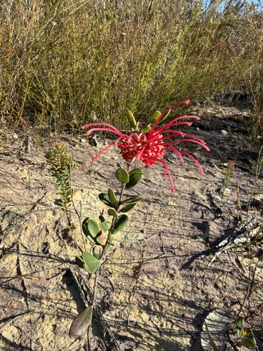 Grevillea speciosa, photograph 1