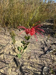 Grevillea speciosa