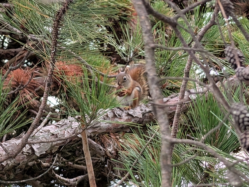 American Red Squirrel