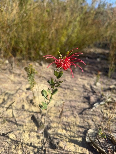 Grevillea speciosa, photograph 2
