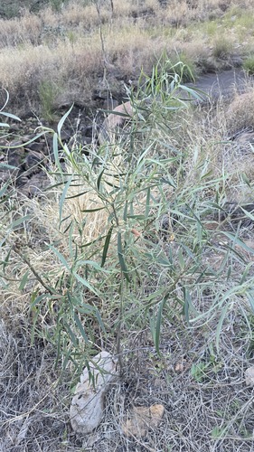 Eremophila longifolia, photograph 6