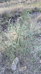 Eremophila longifolia, photograph (c) Petra Holland, some rights reserved (CC BY)