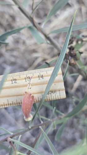 Eremophila longifolia, photograph 5