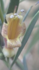 Eremophila longifolia, photograph (c) Petra Holland, some rights reserved (CC BY)