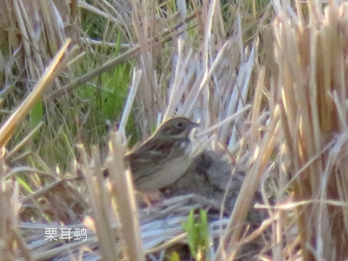 Chestnut-eared Bunting