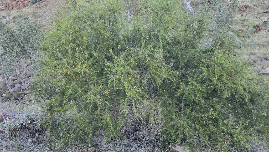 Acacia tetragonophylla; photograph (c) Petra Holland, some rights reserved (CC BY)