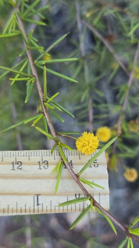Acacia tetragonophylla, photograph 2