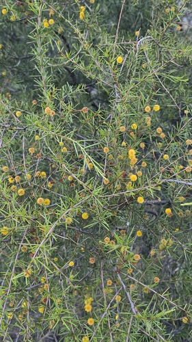 Acacia tetragonophylla