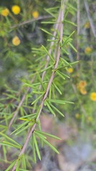 (c) Petra Holland, some rights reserved (CC BY) Acacia tetragonophylla, photograph (c) Petra Holland, some rights reserved (CC BY)