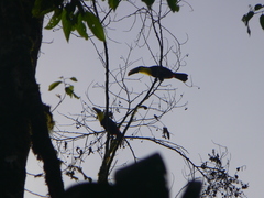 Ramphastos brevis
