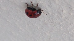 Gonioctena fornicata