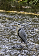 Ardea cinerea