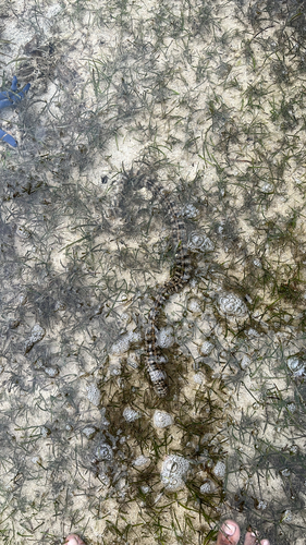 Snake Sea Cucumber