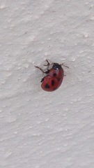 Gonioctena fornicata