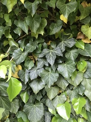 Hedera helix